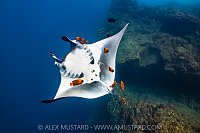 Manta Being Cleaned By Angelfish, Socorro, Mexico