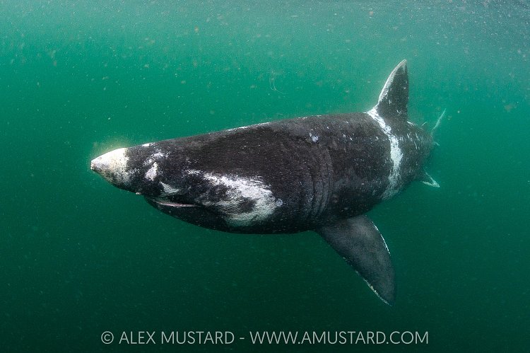 Basking Shark With Skin Markings, UK