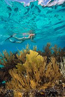 Snorkeling The Reef.  Cayman Islands