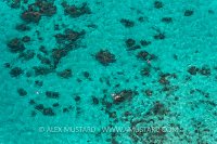Snorkellers Over Reef. Cayman Islands.