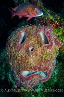 Sponge Face. Cayman Islands