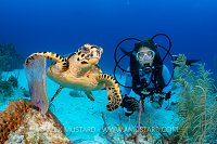 Hawksbill And Diver. Cayman Islands.
