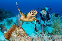 Hawksbill And Diver. Cayman Islands.