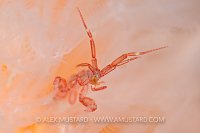 Skeleton shrimp, Shetland, UK.