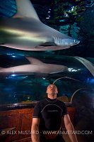 Aquarium Shark. UK