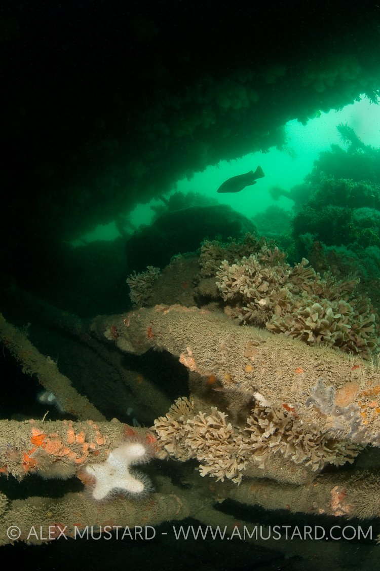 Wrasse in Mulberry Harbour Wreckage. Far Mulberry, West Sussex,