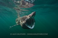 Feeding Basking Shark. UK