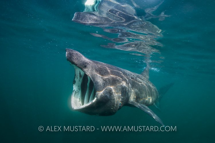 Basking Shark Feeding. Scotland.