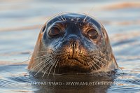 Common Seal Portrait. UK.