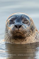 Common Seal Portrait. UK.