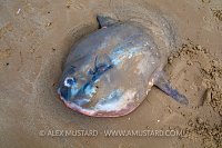 Ocean Sunfish Stranding. UK