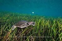 Florida Softshell Turtle Swimming. USA