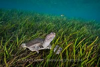 Florida Softshell Turtle. USA