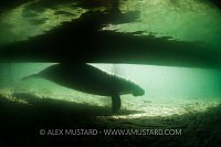 Manatee silhouette with boat. Florida, USA