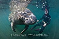 Manatee and snorkeller. Florida, USA