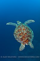 Green turtles, Maldives.