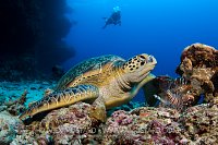 Resting Turtle. Maldives.