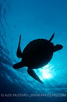 Turtle Silhouette. Maldives.