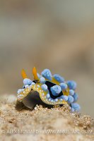 Nudibranch (Phyllidia ocellata) On The Go. Indonesia.