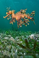 Leafy seadragon over seagrass. Australia.