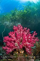 Soft Coral In Shallows. Indonesia