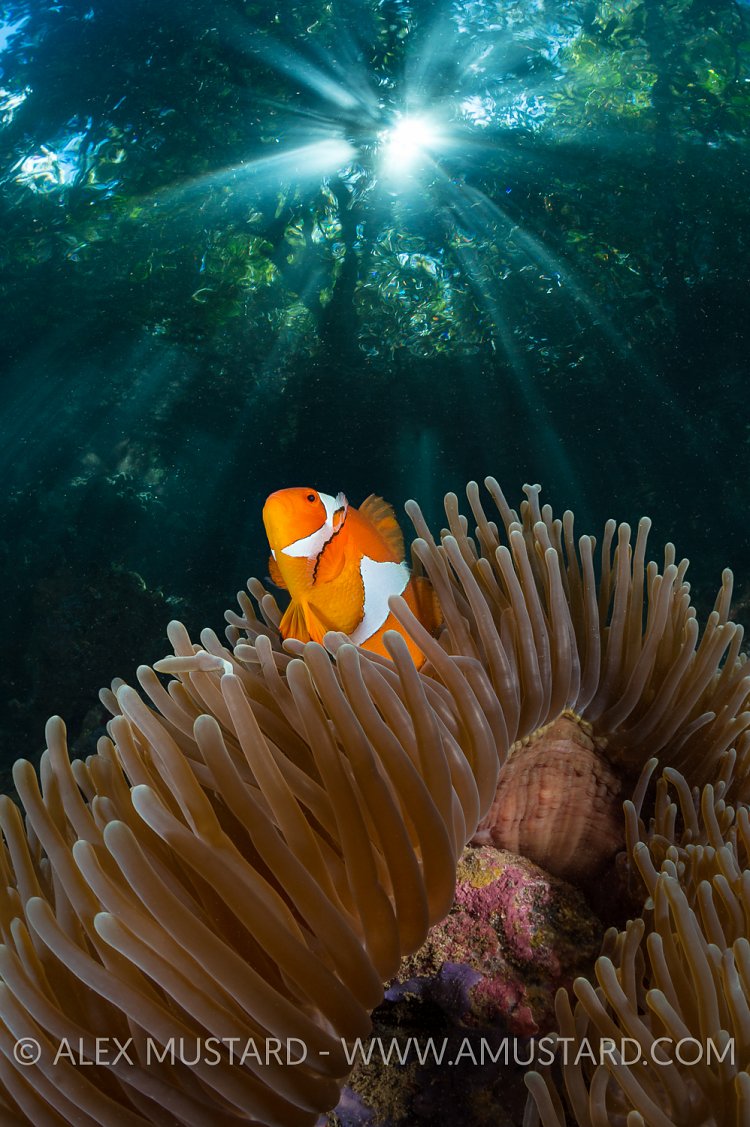 Anemonefish Under Forest. Indonesia