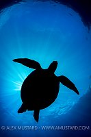 Turtle Silhouette. Philippines