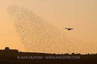 Starlings And Plane. Sardinia, Italy