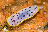 Nudibranch On Rock. Italy