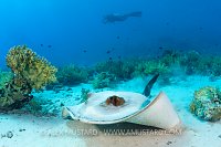 A feathertail stingray and diver. Red Sea.