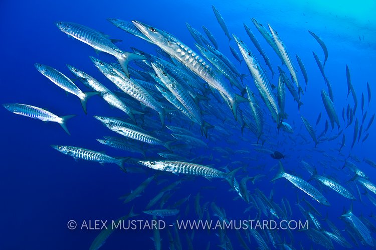 Barracuda School. Red Sea.