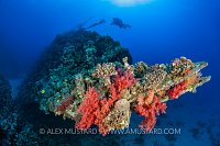 Carnatic Bow. Red Sea.