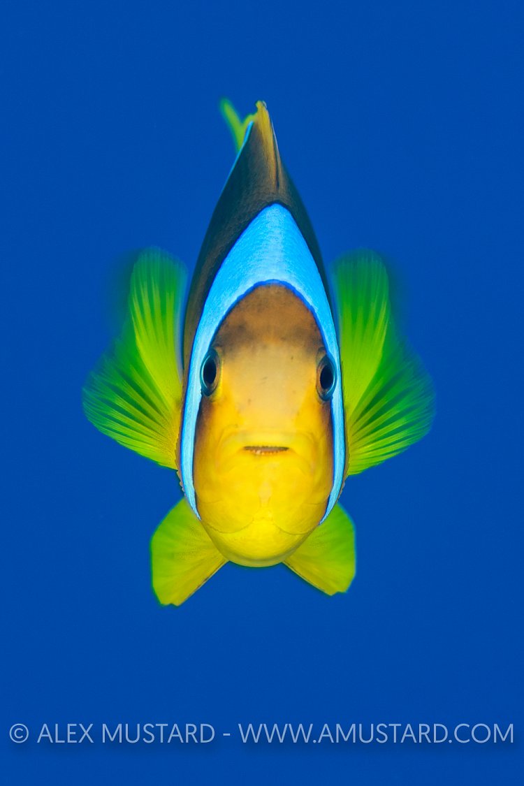 Red Sea Anemonefish Portrait.
