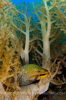Moray In Soft Coral. Egypt