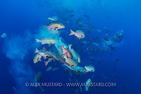 Spawning Snappers. Palau