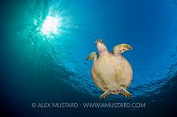 Green Turtle From Below. Palau