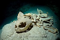 Turtle Skeleton. Palau