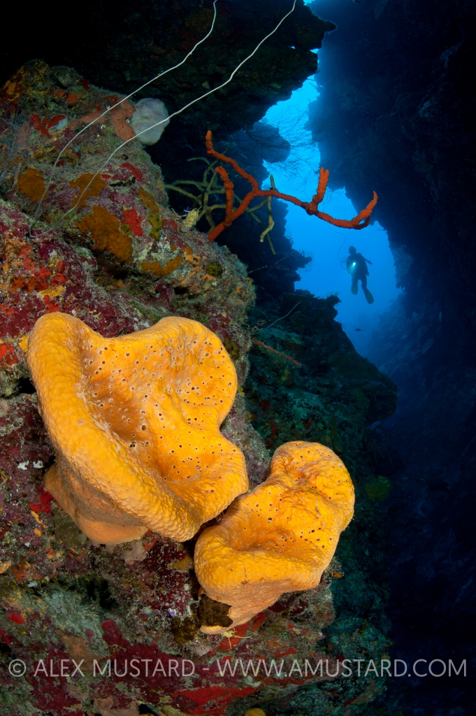 A pair of sponges (orange elephant ear sponge (Agelas clathrodes)) grow at the base of a pinnacle off the main wall. East End, Grand Cayman, Cayman Islands, British West Indies. Caribbean Sea.