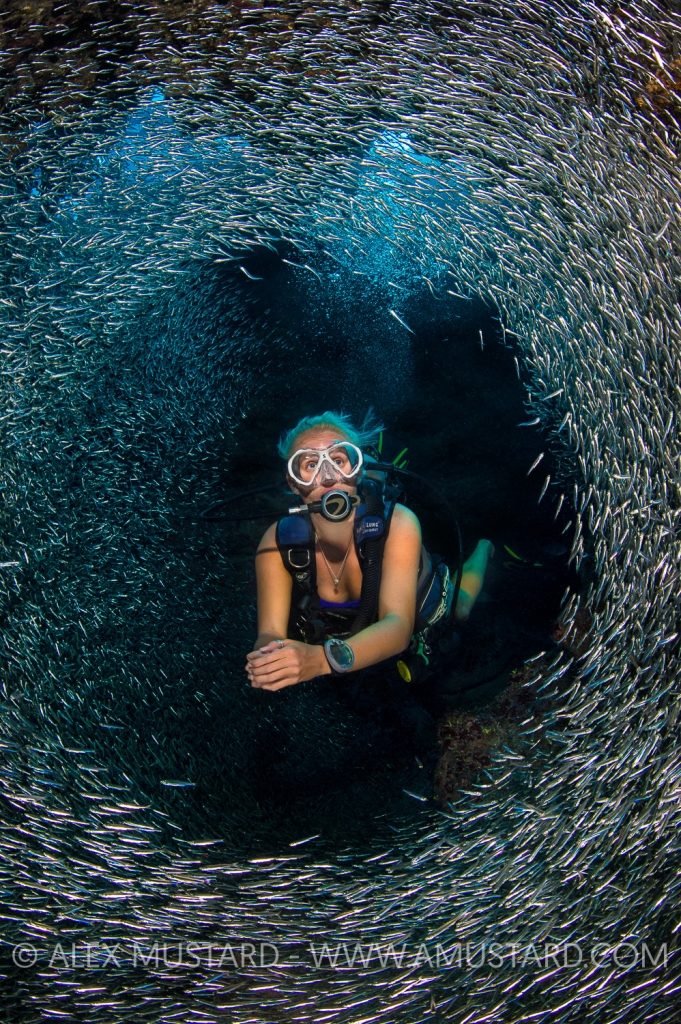 A diver (Brittainy Slade) swims through a school of silversides (Atherinidae), which are sheltering in a cave. Silversides aggregate in caverns during the middle of summer on some Caribbean reefs. Grouper Grotto, East End, Grand Cayman, Cayman Islands, British West Indies. Caribbean Sea.