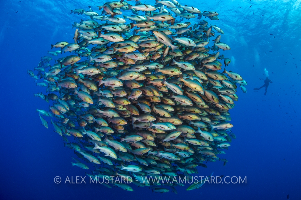 A school of Bohar snapper (Lutjanus bohar) with diver at Ras Mohammed. Each of these fish is 50-80cm long and up to 40 years old. Shark Reef, Ras Mohammed, Sinai, Egypt. Red Sea.