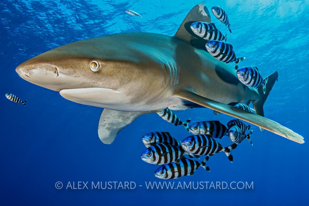 An oceanic whitetip shark (Carcharhinus longimanus) is accompanied by a group of pilotfish (pilot fish: Naucrates ductor). Rocky Island, Egypt. Red Sea