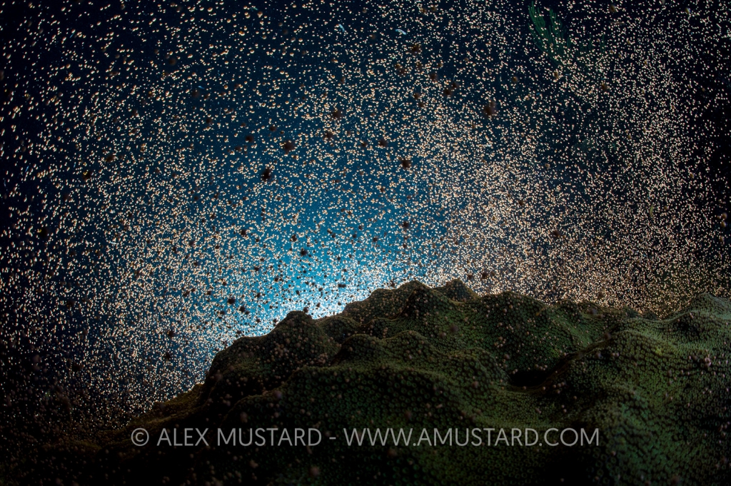 A large colony of mountainous star coral (Orbicella faveolata) spawning at night in late summer. This backlit photo shows the synchronous release of bundles of eggs and sperm from the polyps of the coral. East End, Grand Cayman, Cayman Islands, British West Indies. Caribbean Sea.