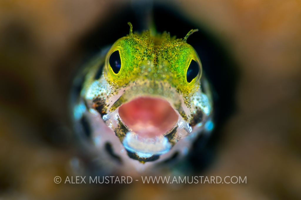 A secretary blenny (Acanthemblemaria maria) yawns as it peers out from a hole in the reef. West Bay, Grand Cayman, Cayman Islands, British West Indies. Caribbean Sea.