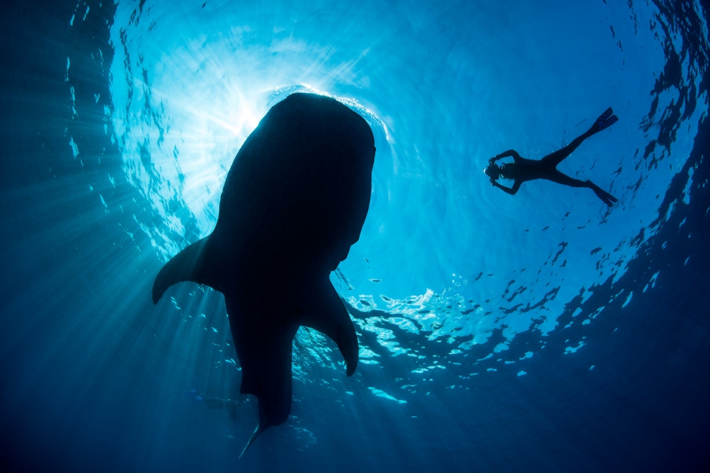 A silhouette of a snorkeller photographing a whale shark (Rhincodon typus) as it feeds at the surface. Isla Mujeres, Quintana Roo, Yucatan Peninsular, Mexico. Caribbean Sea. Model released.
