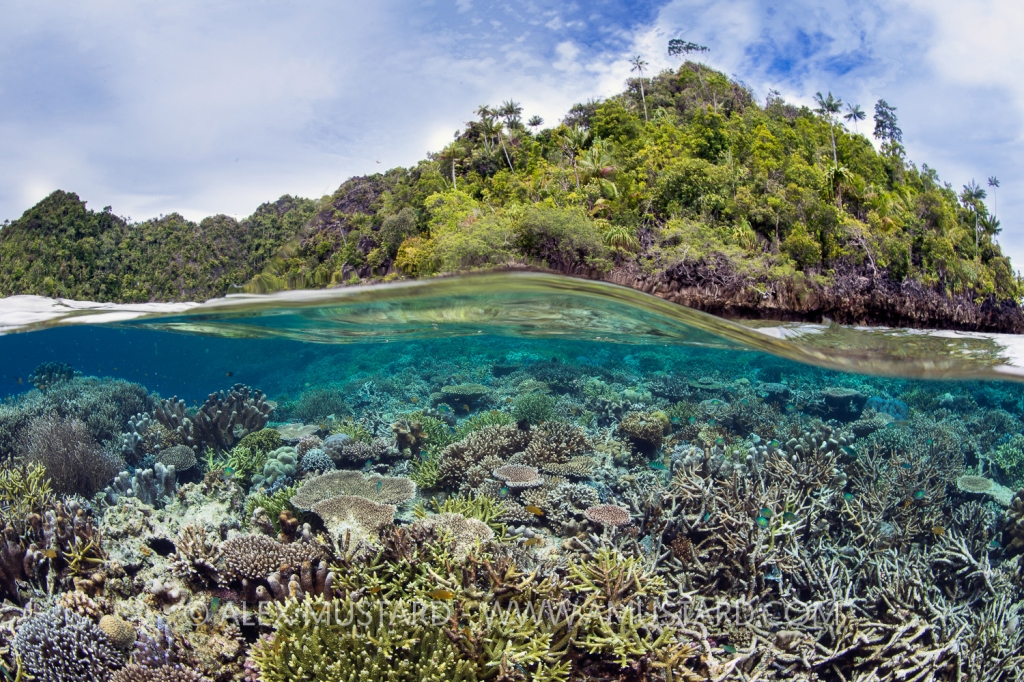 Reef Split Level. Indonesia
