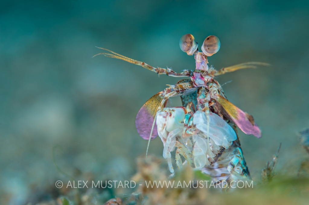 Pink Mantis. Philippines