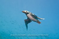 Puffin Underwater. Farne Islands, UK.