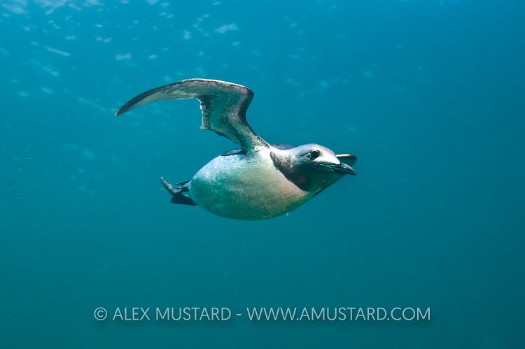 Guillemot Underwater. Farne Islands, UK.