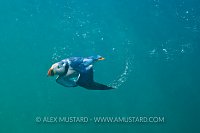 Puffin Underwater. Farne Islands, UK