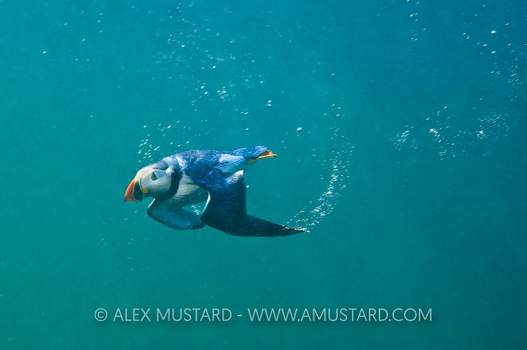 Puffin Underwater. Farne Islands, UK